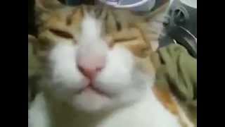 Thumbnail for Cat Say " MAMA " | xue hua piao piao
