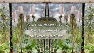 Thumbnail for Planting in upside down self-watering planters
