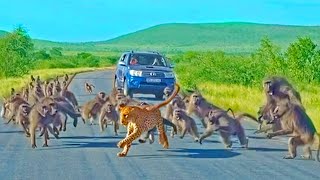 Thumbnail for Leopard has all-out Brawl With 50 Baboons - Different Angle