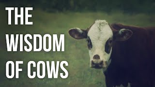 Thumbnail for The Wisdom of Cows | The School of Life