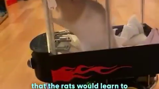 Thumbnail for Driving Rat