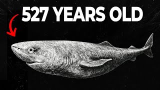 Thumbnail for Nothing About The Greenland Shark Is Normal… Here’s Why | BeyondTheBlue
