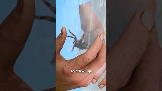 Thumbnail for How To Catch A Spider 🤔 | Zack D. Films