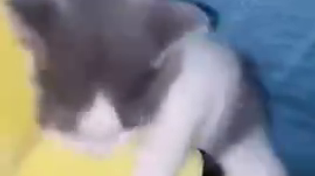 Thumbnail for Cat Tango
