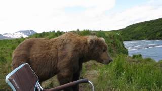 Thumbnail for bear sits next to guy | jprocdaddy