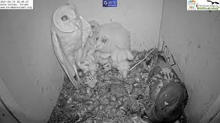 Thumbnail for Must watch the dramatic ending.Wild pigeon lays egg in active barn owl next to 7barn owl nestlings. | Charter Group Birdcams ציפורים אונליין קבוצת צ'רטר