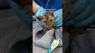 Thumbnail for These Brave Kittens Survived The LA Fires | The Dodo