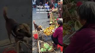 Thumbnail for This dog can go shopping for its owner 😱👏 | Dylan Anderson