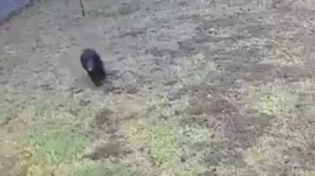Thumbnail for Little doggie chases off 3 bears