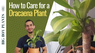 Thumbnail for How to Care for a Dracaena Plant | BigBoyPlants