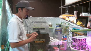 Thumbnail for iGrow Medical Marijuana: A California Growth Industry