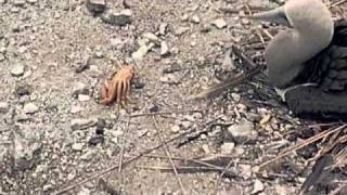 Thumbnail for Crab amputates own limb | recon78