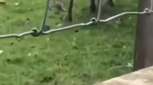 Thumbnail for A deer eating a rabbit