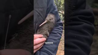 Thumbnail for Kiwi bird #cute #animals | Fur-tastic Moments 
