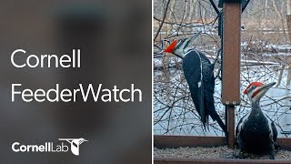 Thumbnail for 🔴 Live Cornell Lab FeederWatch Cam 🔴 at Sapsucker Woods | Cornell Lab Bird Cams