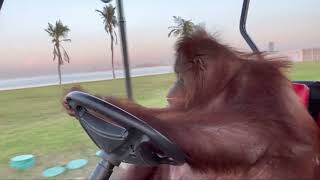 Thumbnail for Orangutan Drives Golf Miami Orang-outan