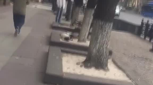 Thumbnail for An elderly man find his lost dog in the street after 3-years of searching.