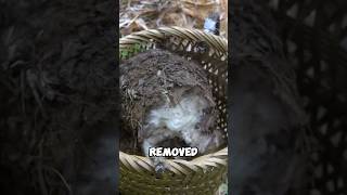 Thumbnail for Chewy snack made from banana root | Wild Wanderer