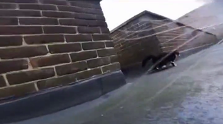 Thumbnail for Cat Bully POV