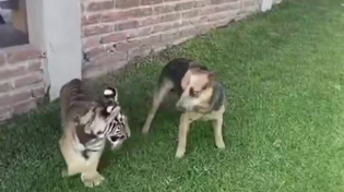 Thumbnail for Dog freaking out over strange new playmate