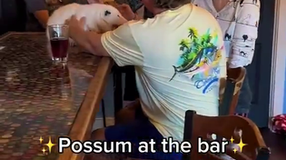 Thumbnail for Possum at the bar