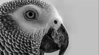 Thumbnail for Based bird