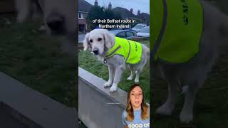 Thumbnail for All this dog wanted was to be friends with the garbage collectors 🥺 #dog #shorts | That Good News Girl